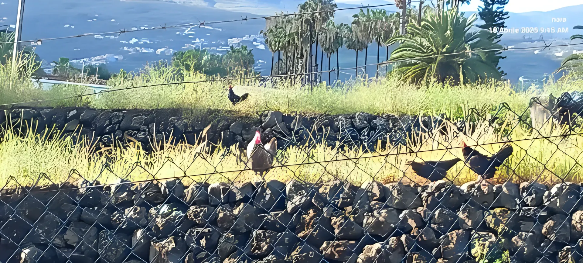 Gallinas en la huerta de la finca sobre el valle